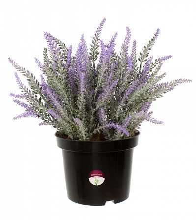 Lavender Sirt cachepot 17