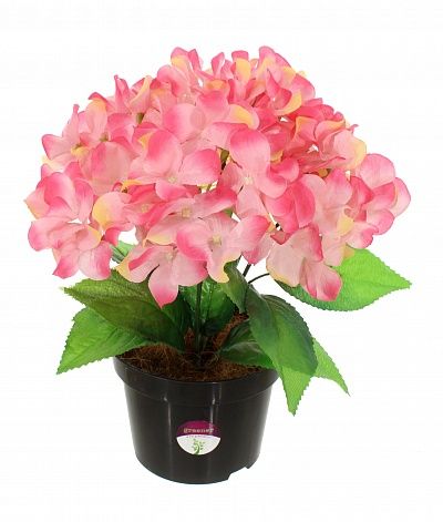 Hydrangea Banjo cachepot