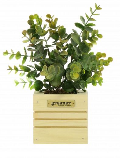 Eucalyptus Lozanno Dekollete Cube 10 planter