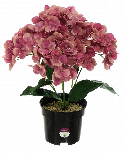 Hydrangea Sati Laksheri pot 13