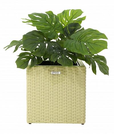 Monstera Moran Duo cachepot Dekollete Rattan Cube 32