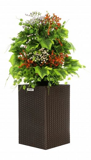 Weigela Charm Vane cachepot Dekollete Rattan Cube 50