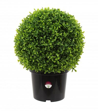 Boxwood Ball Wende mini