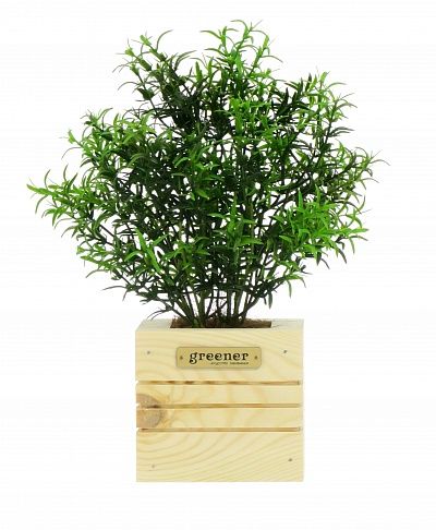 Rosemary Ferko Dekollete Cube 10 planter