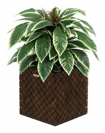 Croton Claire Cachepot Dekollete Gurido 30 color