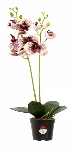 Orchid Phalaenopsis Camira