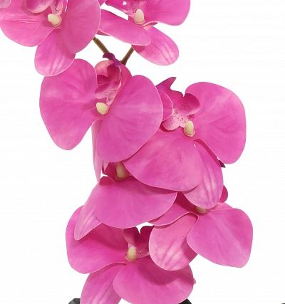 Orchid Meli planter Dekollete 12