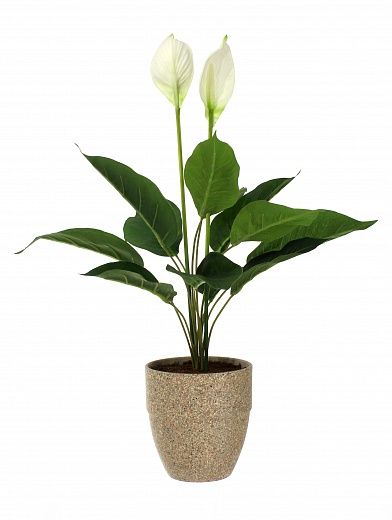 Spathiphyllum Venti