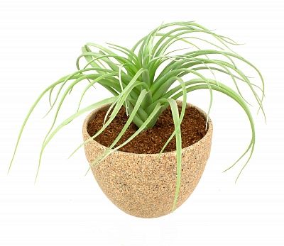 Tillandsia Morelia cachepot Dekollete Granite 18