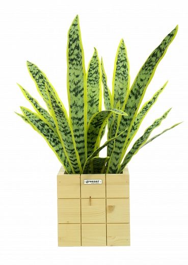 Sansevieria Gurun Cinco cachepot Dekollete Chess 20