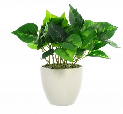 Tradescantia Lani pot Dekollete 12