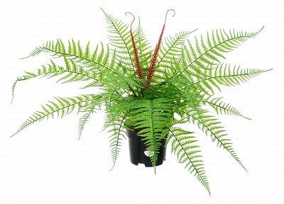 Awaji fern in pot