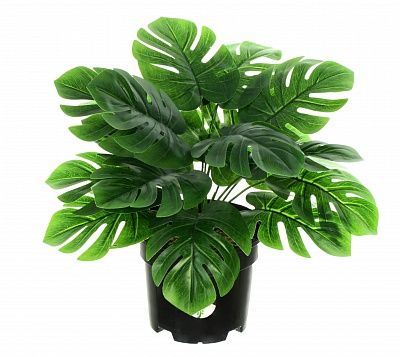 Monstera san pot 13