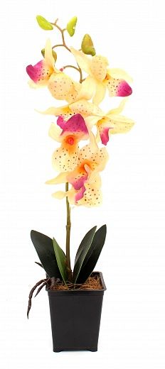 Phalaenopsis orchid Attan