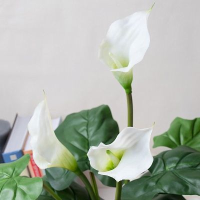 Calla Betal cachepot Dekollete Bort 20