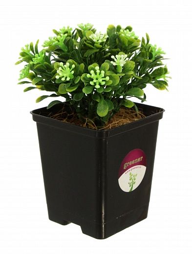 Boxwood Vali in cachepot