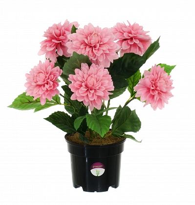 Dahlia Leo in cachepot available to order 5 pieces