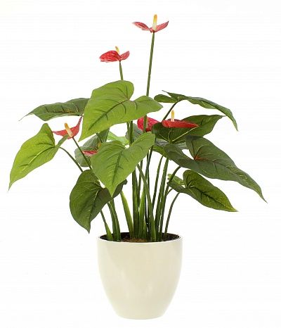 Anthurium Tavira