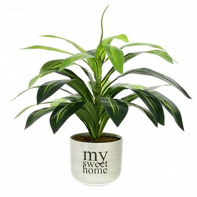 Dracaena Orli