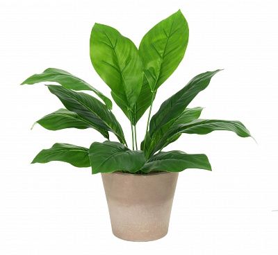 Hosta Taglia cachepot Dekollete Concrete 17