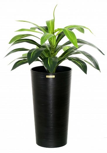 Dracaena orli cachepot Dekollete Serso 46