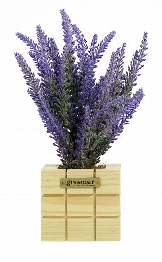 Lavender Sirt Dekollete Cube 10 planter