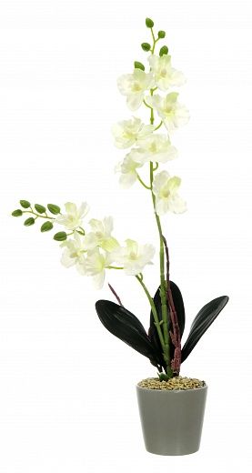 Orchid Phalaenopsis Seattle cachepot Dekollete Piccolo 8