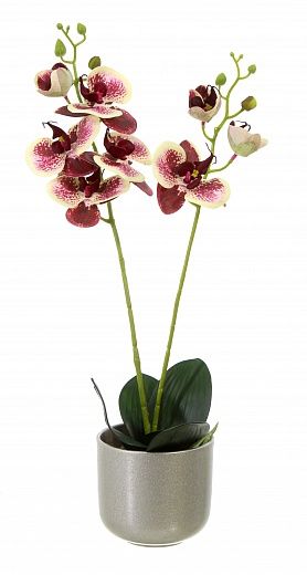 Orchid Phalaenopsis Camira cachepot Dekollete Silver