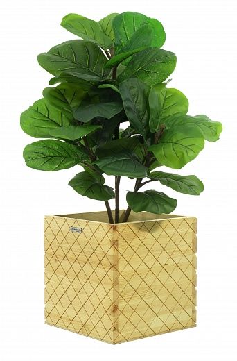 Ficus Lirata Alto cachepot Dekollete Gurido 30