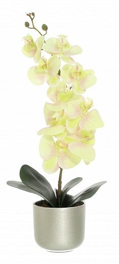 Orchid Meli planter Dekollete 12