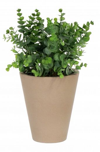 Eucalyptus Lozanne pot Dekollete Concrete 17