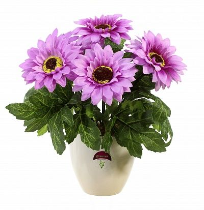 Gerbera Laura cachepot Dekollete 12 available to order 6 pieces