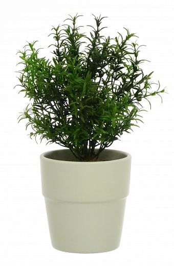 Rosemary Ferco pot Dekollete 12