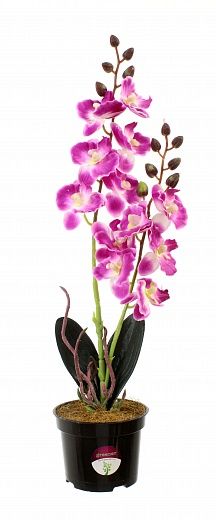 Phalaenopsis orchid Seattle