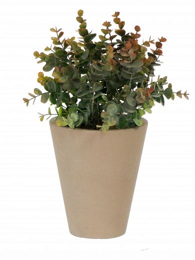 Eucalyptus Lozanne pot Dekollete Concrete 17