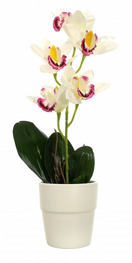 Dendrobium orchid Faya cachepot Dekollete 15