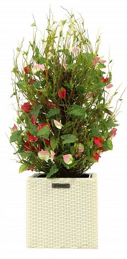 Anthurium Achita cachepot Dekollete Rattan Cube 32