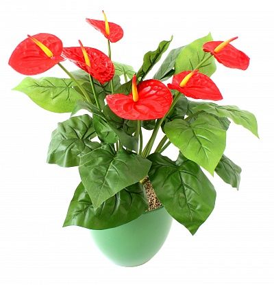 Anthurium Zuli Grand cachepot Dekollete