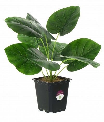 Philodendron Bernal in cachepot