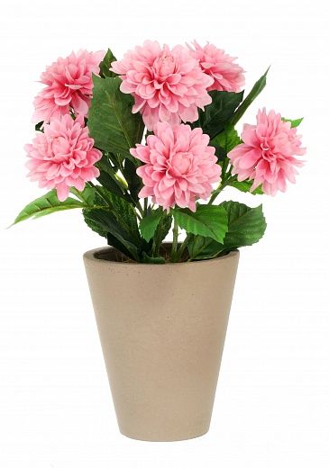 Dahlia Leo cachepot Dekollete Concrete 17