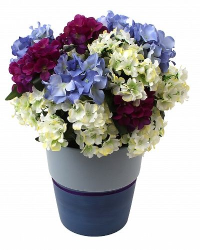 Hydrangea Rona cachepot Dekollete Bort 22