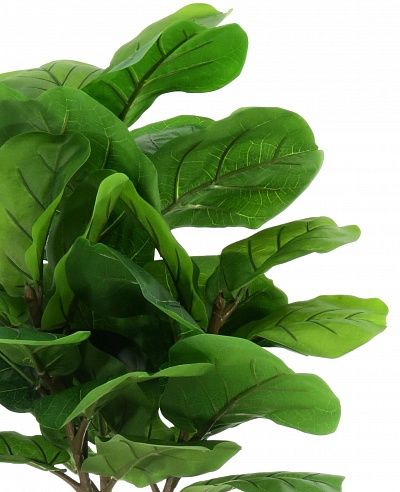 Ficus Lirata Alto cachepot Dekollete Serso 46