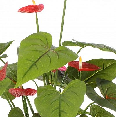 Anthurium Tavira cachepot Dekollete Kuno 46 Eco