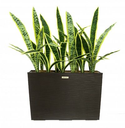 Sansevieria Gurun Dose Cachepot Dekollete 37