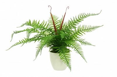 Fern Avagi Dekollete pot 15