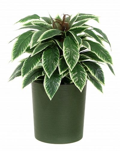 Croton Claire Cachepot Dekollete Clasico 30 Eco