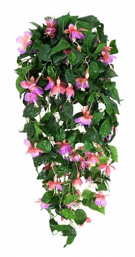 Fuchsia Daima