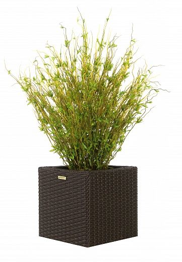 Japanese Hamura Shibu bamboo Dekollete Rattan Cube 32 available to order 1 piece