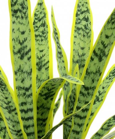 Sansevieria Gurun Cinco