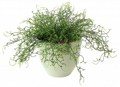 Tillandsia Noah Charm Cachepot Dekollete 18